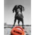 ZEUS BOMBER Squeaker  S – Super mocna piłka pływająca z dźwiękiem dla psa