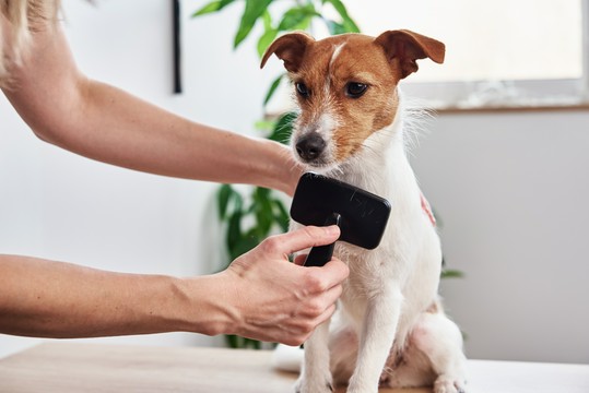Jak dbać o psa? Preparaty przydatne do pielęgnacji czworonogów